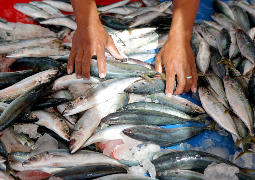 Harga Ikan Segar Naik Di Gorontalo