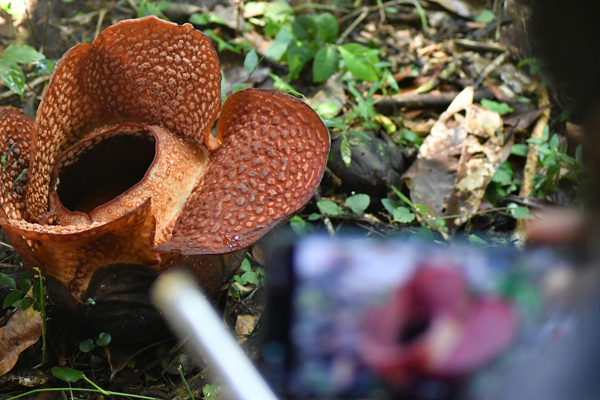 Setelah 16 Tahun, Rafflesia Arnoldi Mekar di Kebun Raya Bogor