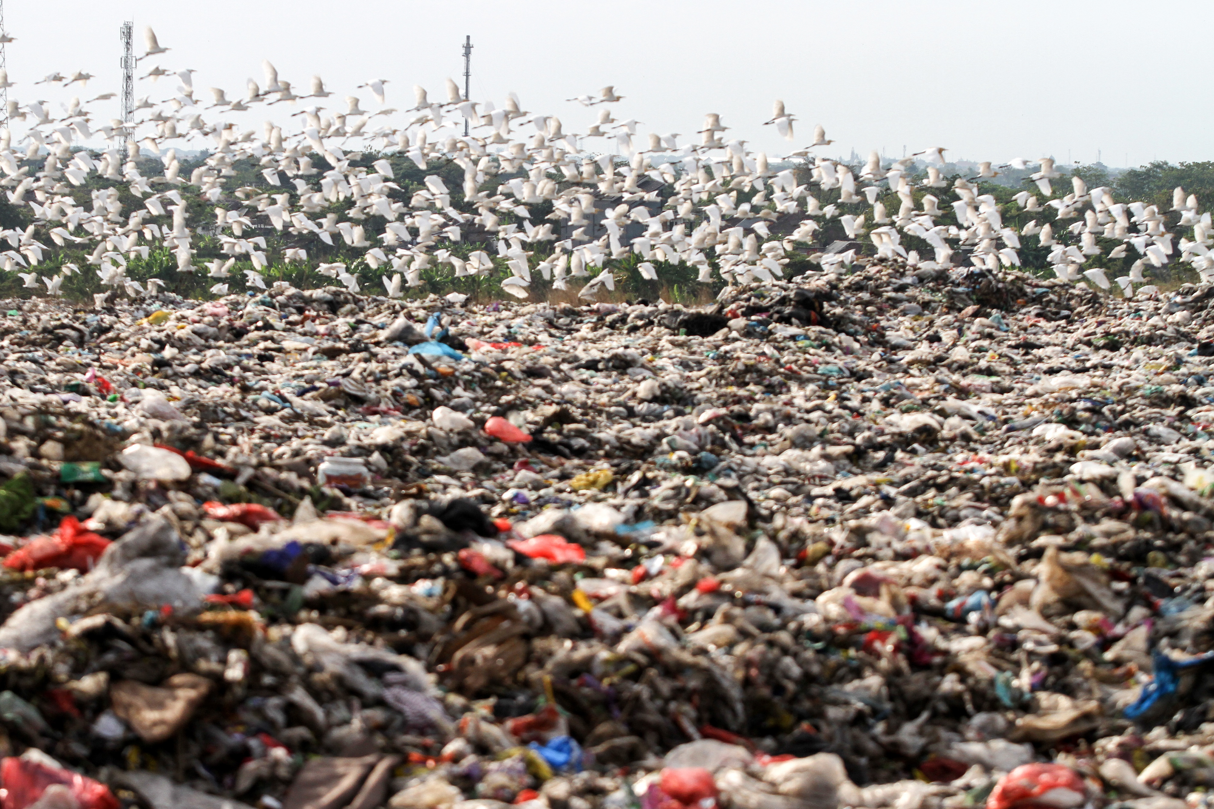 Burung Kuntul Mencari Makan di TPA