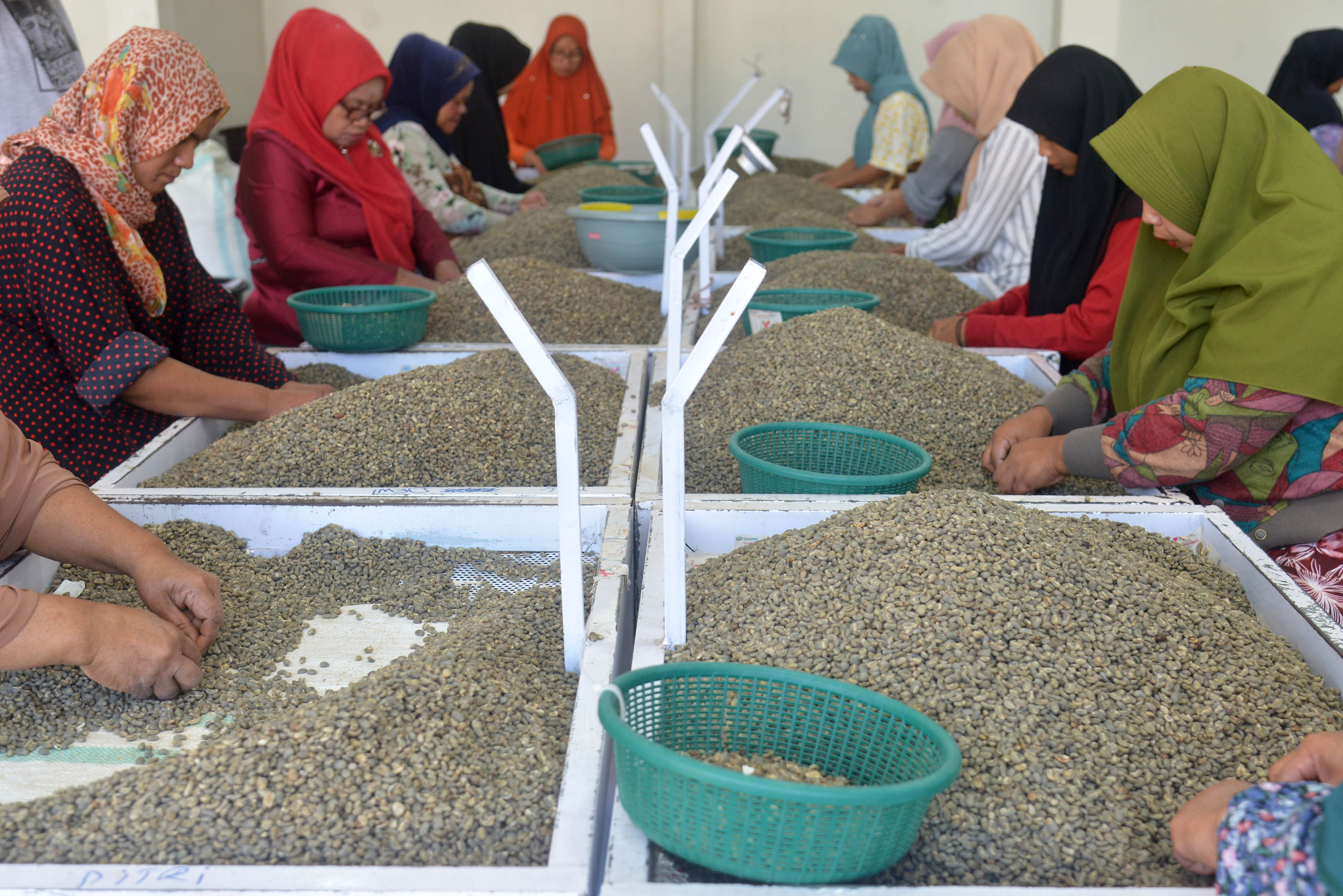 Ekspor Kopi Organik Aceh Tengah