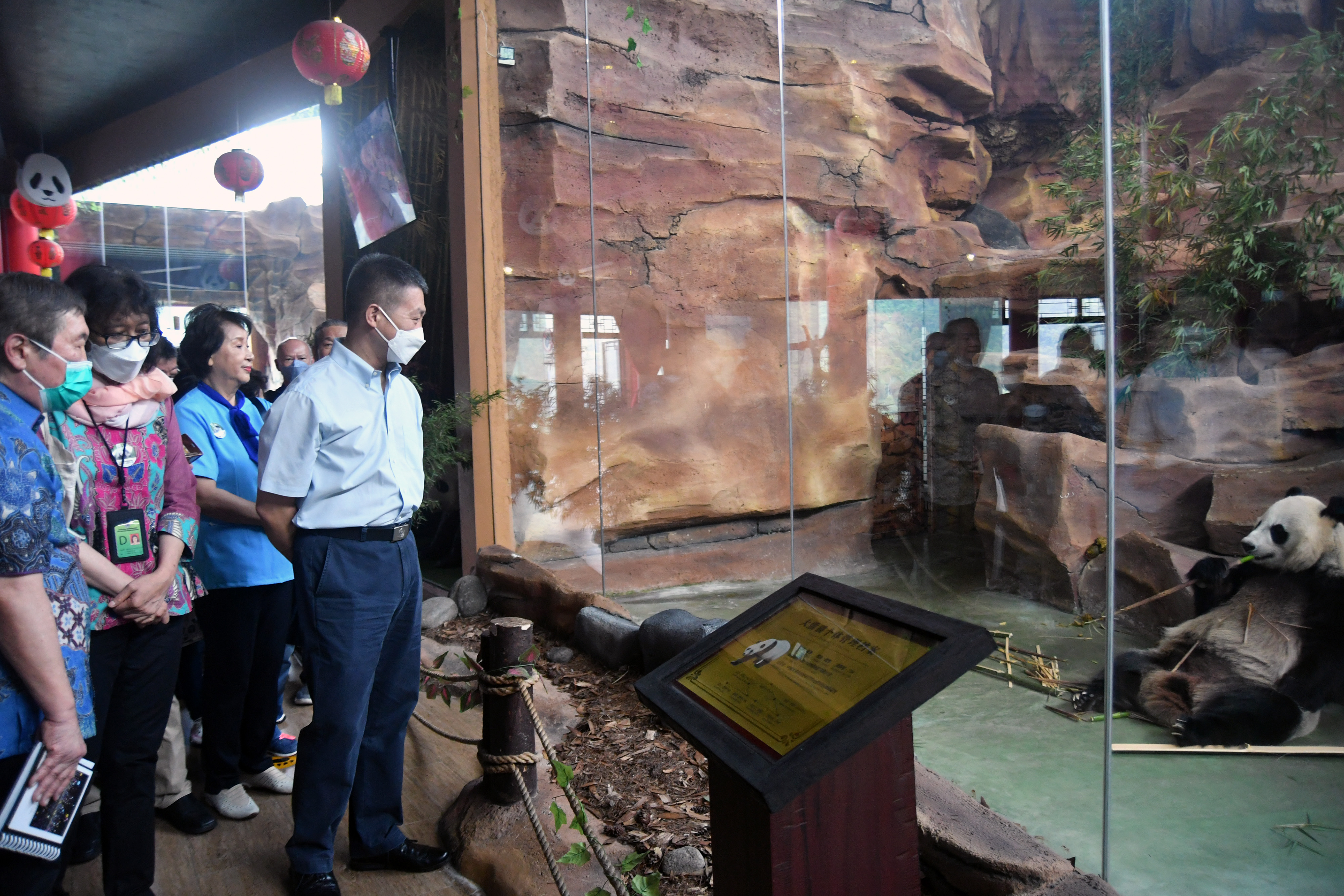 Lima Tahun Giant Panda di Taman Safari Indonesia