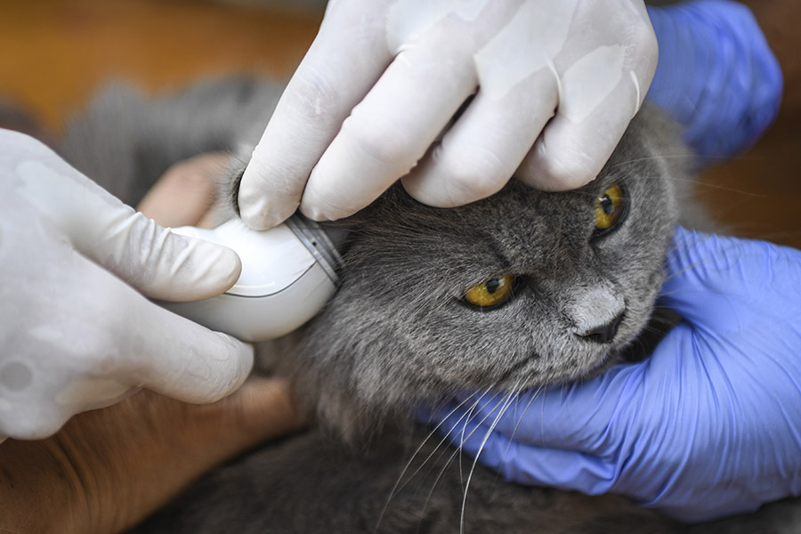 Suntik Vaksin Rabies dan Pemeriksaan Gratis oleh Pemprov DKI Jakarta 