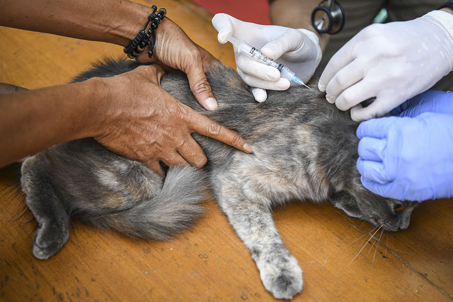 Suntik Vaksin Rabies dan Pemeriksaan Gratis oleh Pemprov DKI Jakarta 
