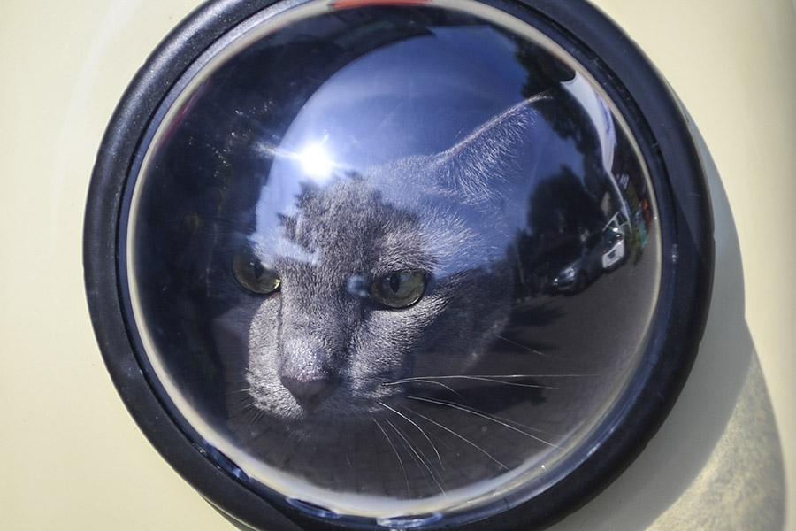 Suntik Vaksin Rabies dan Pemeriksaan Gratis oleh Pemprov DKI Jakarta 