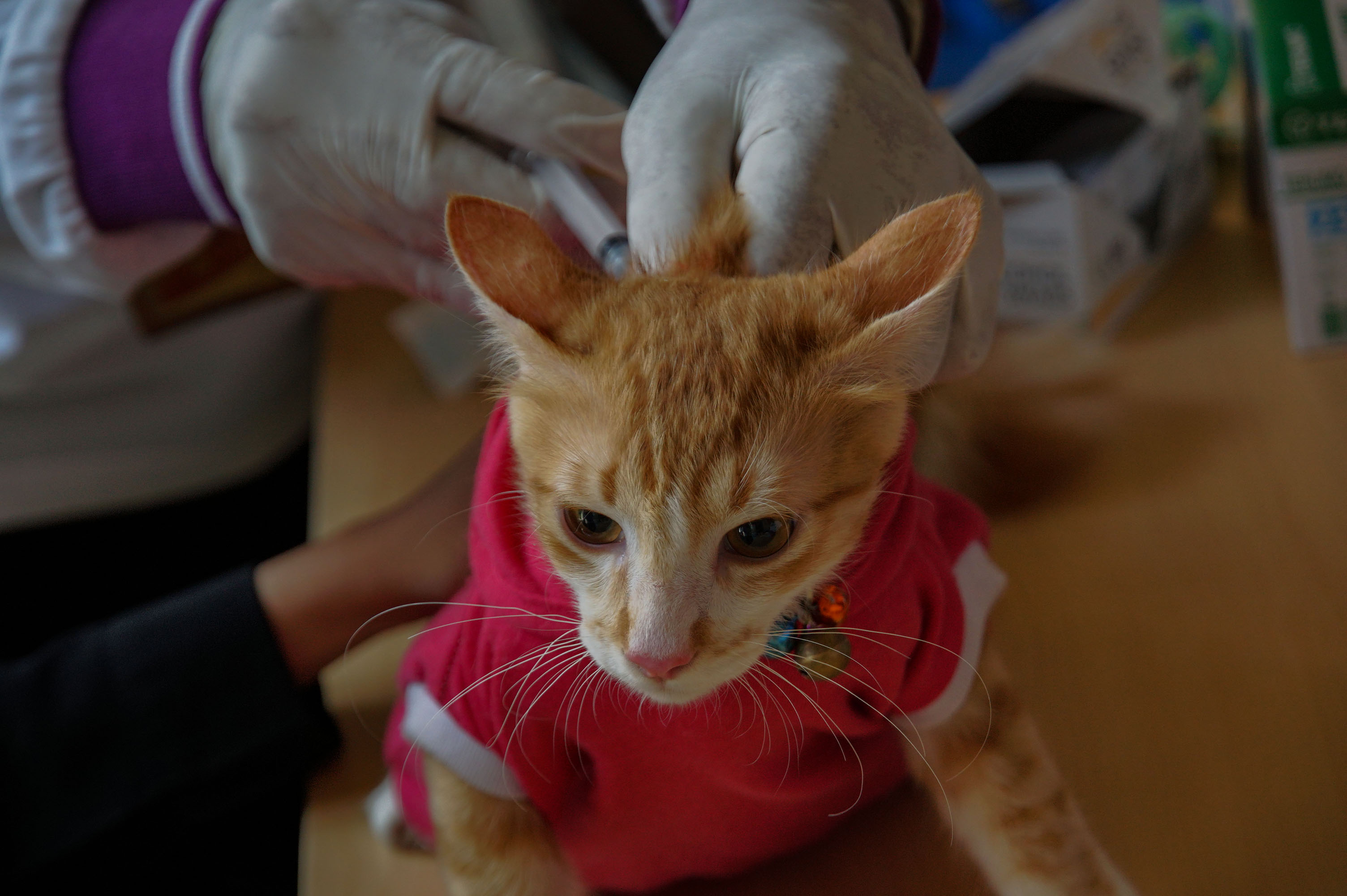 Vaksin Rabies Gratis Sambut Hari Rabies Sedunia