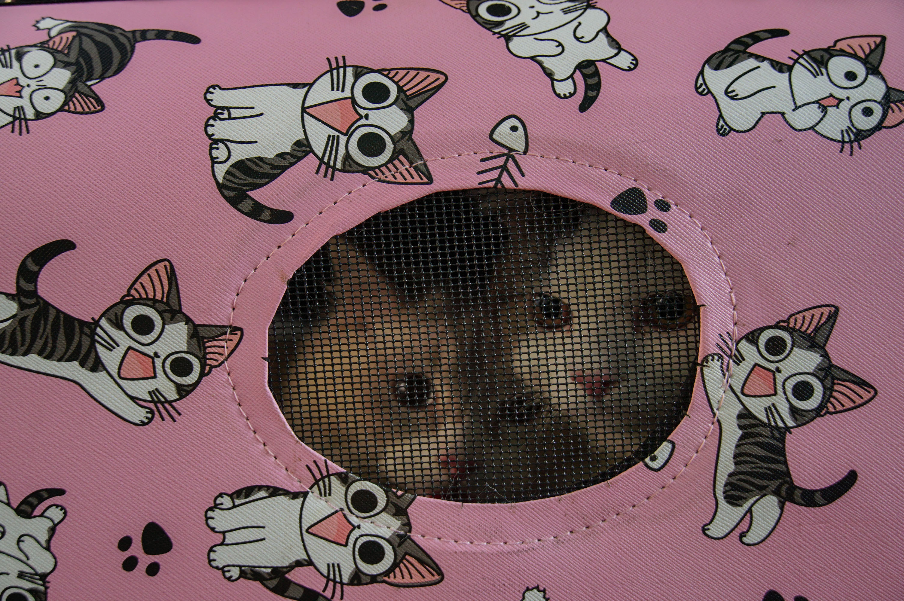 Vaksin Rabies Gratis Sambut Hari Rabies Sedunia