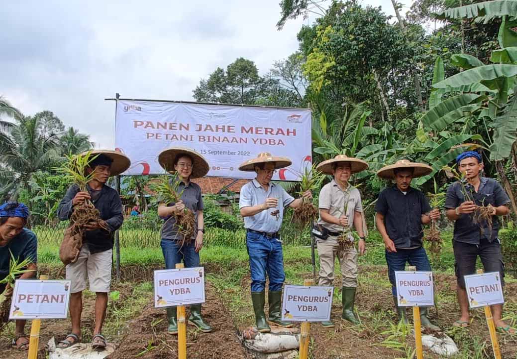 Panen Kedua Jahe Merah