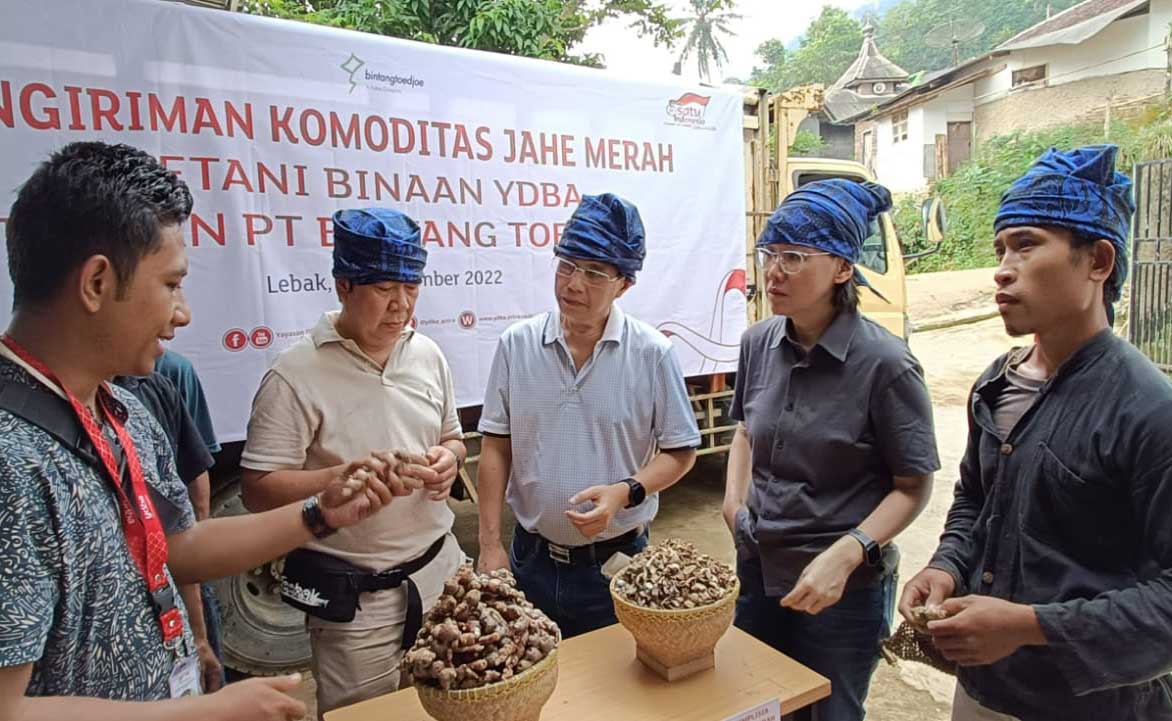 Panen Kedua Jahe Merah