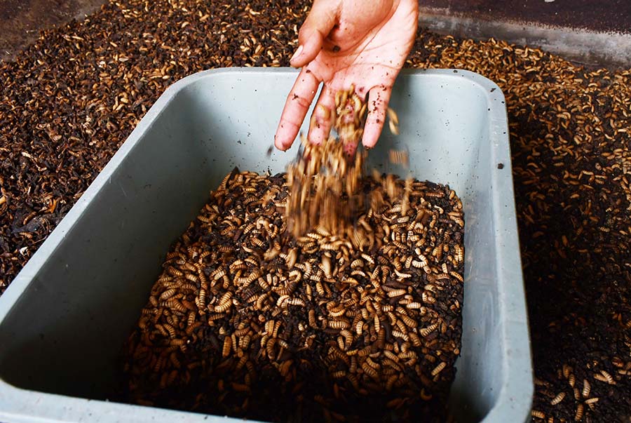 Budi Daya Larva Maggot di Madiun Hasilkan 300 Kg per Minggu 