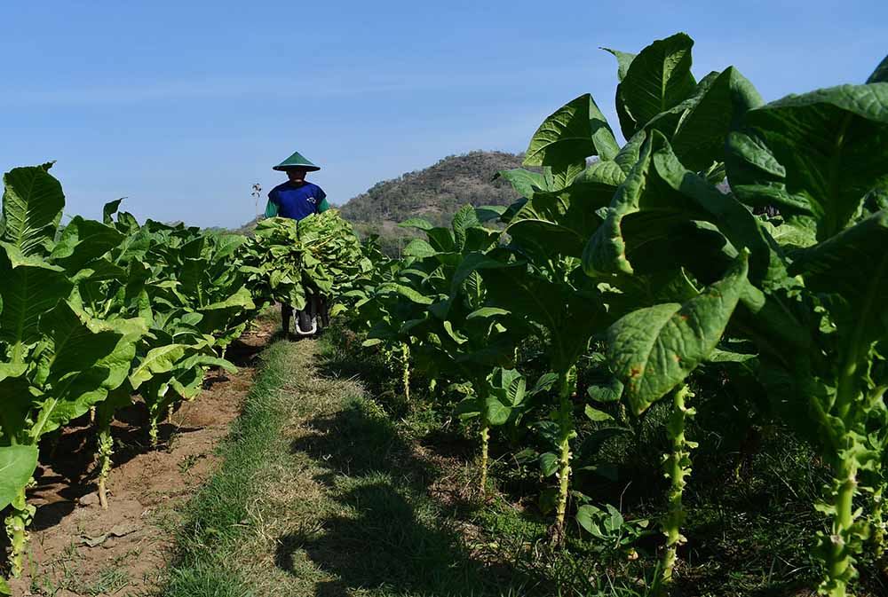 Panen Tembakau Ponorogo