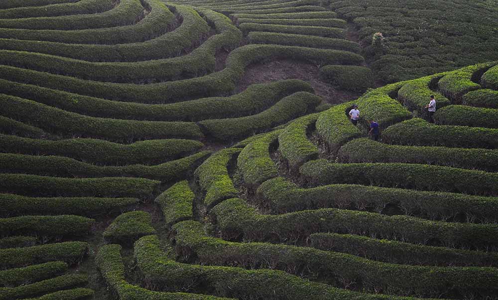 Pesona Kebun Teh Solok