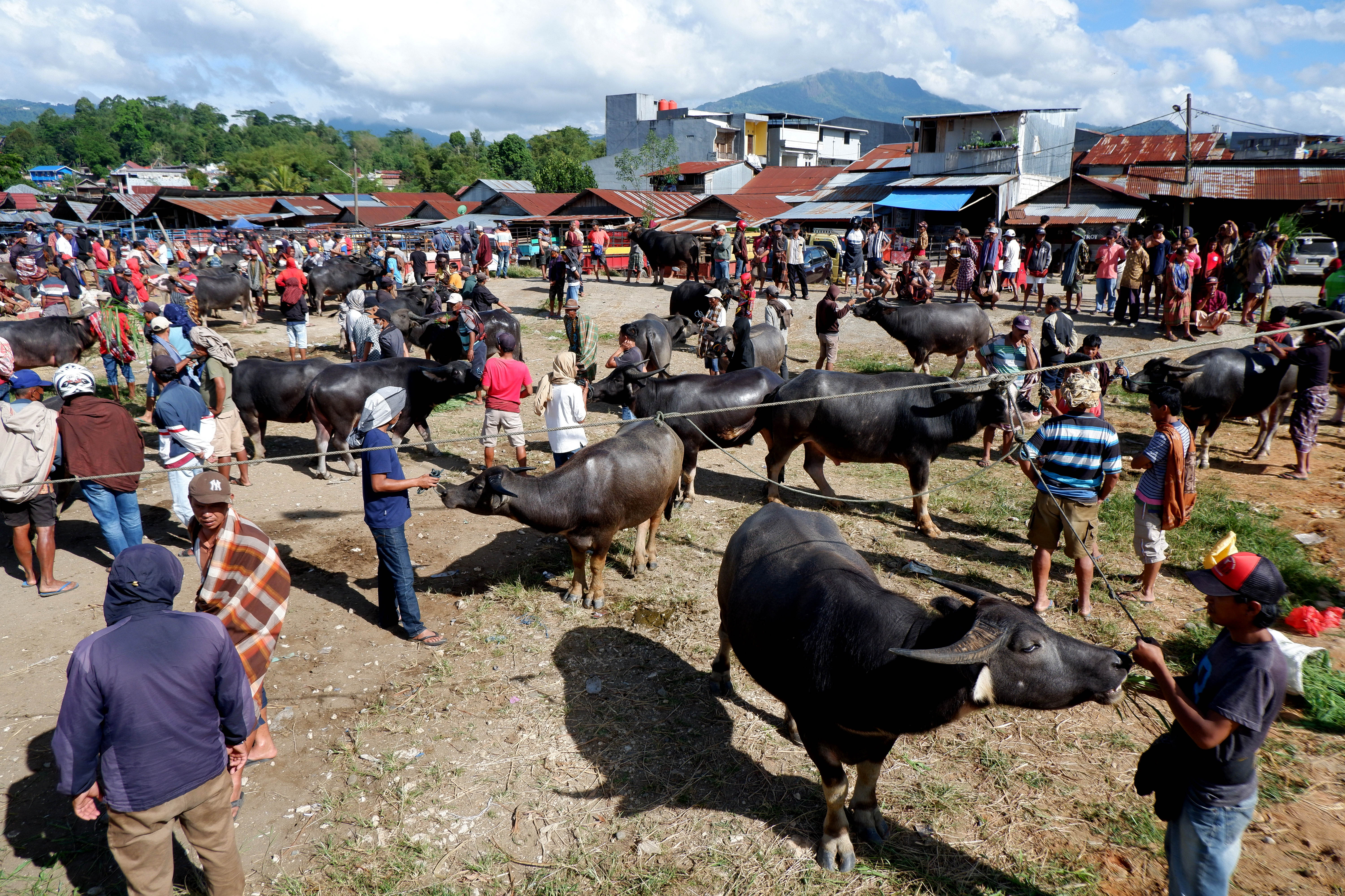 Pasar Kerbau Toraja