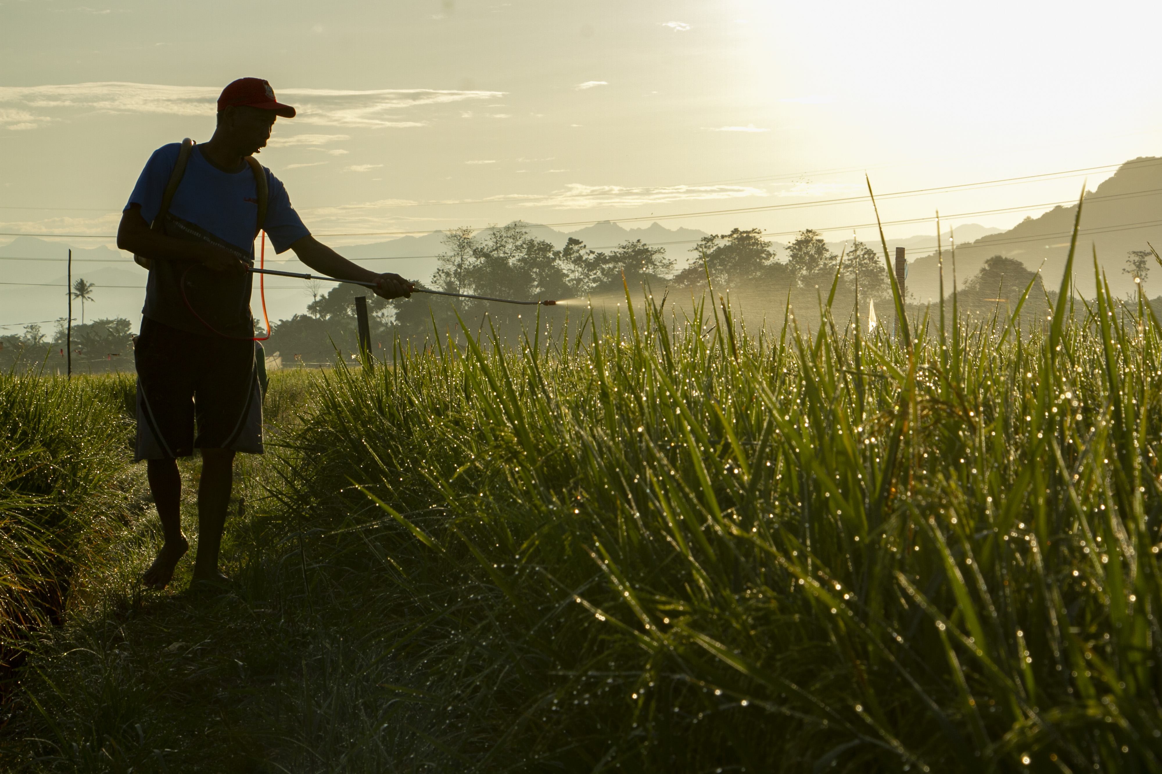 Pemerintah Mengalokasikan Rp95 Triliun untuk Ketahanan Pangan 