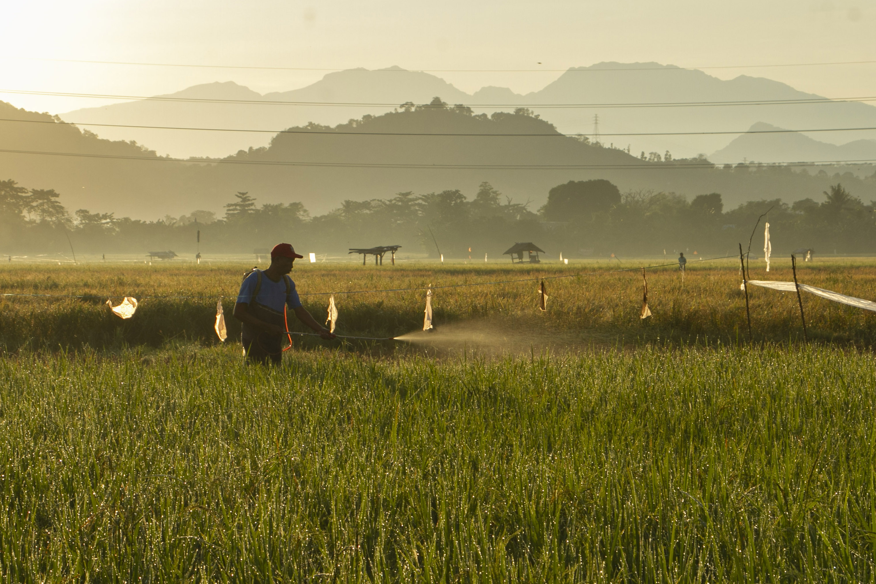 Pemerintah Mengalokasikan Rp95 Triliun untuk Ketahanan Pangan 