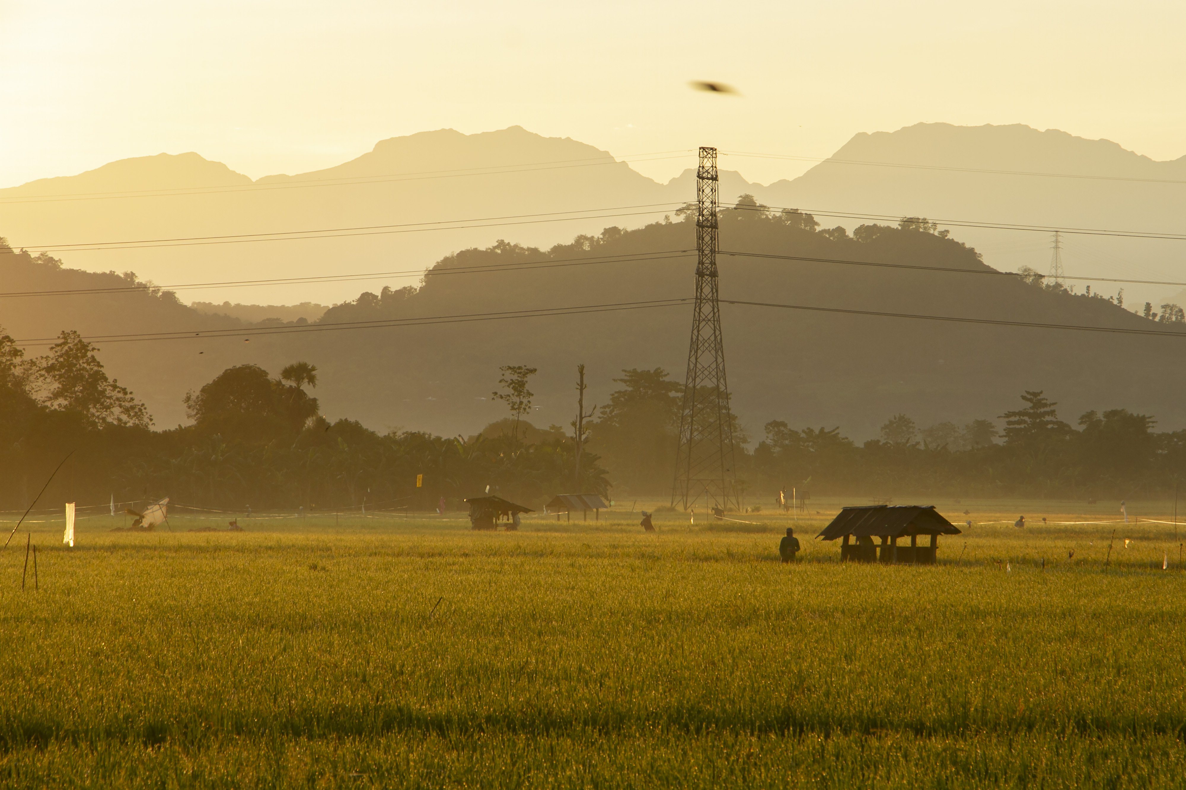 Pemerintah Mengalokasikan Rp95 Triliun untuk Ketahanan Pangan 