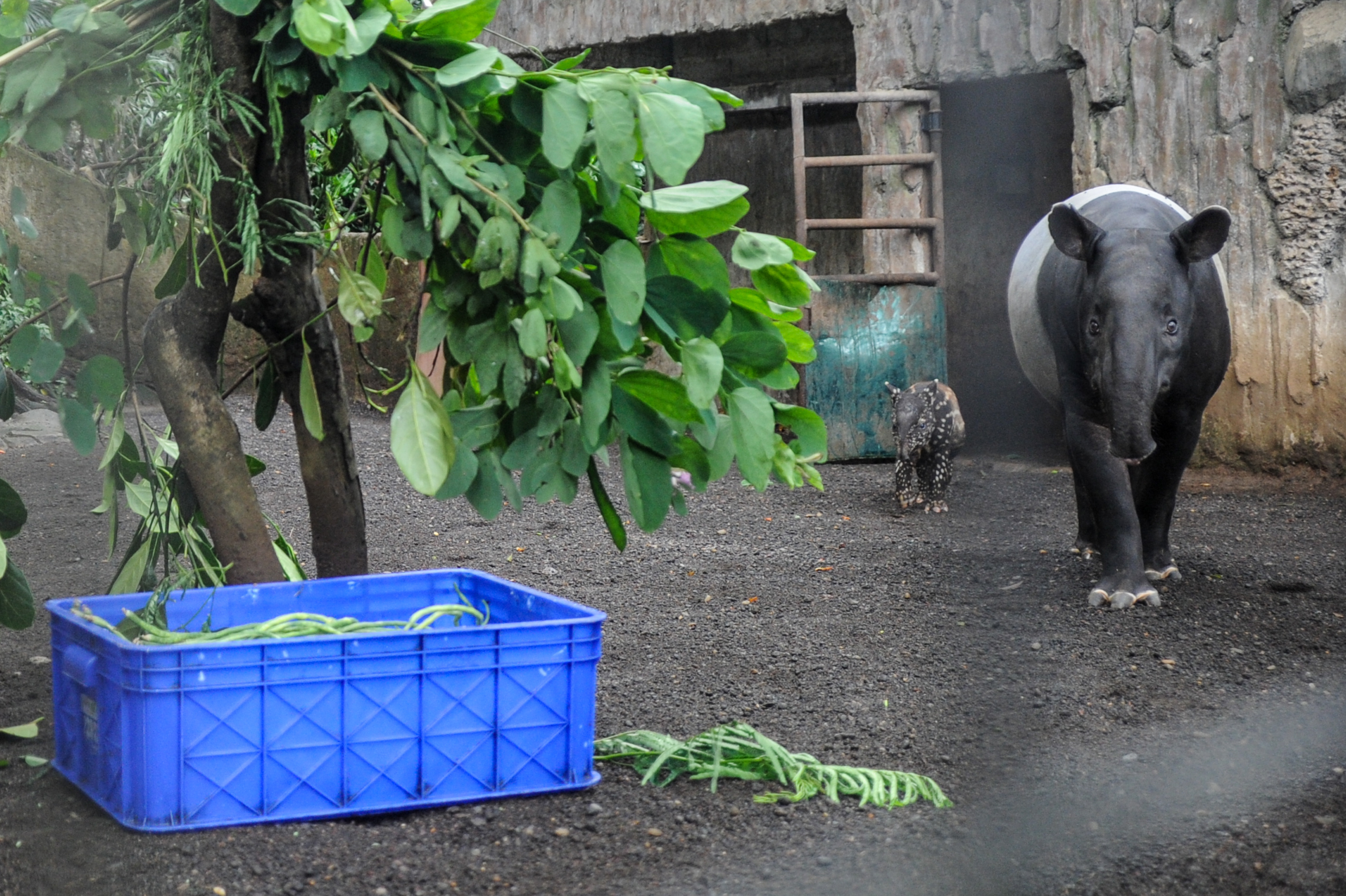 Kelahiran Bayi Tapir di Bazooga