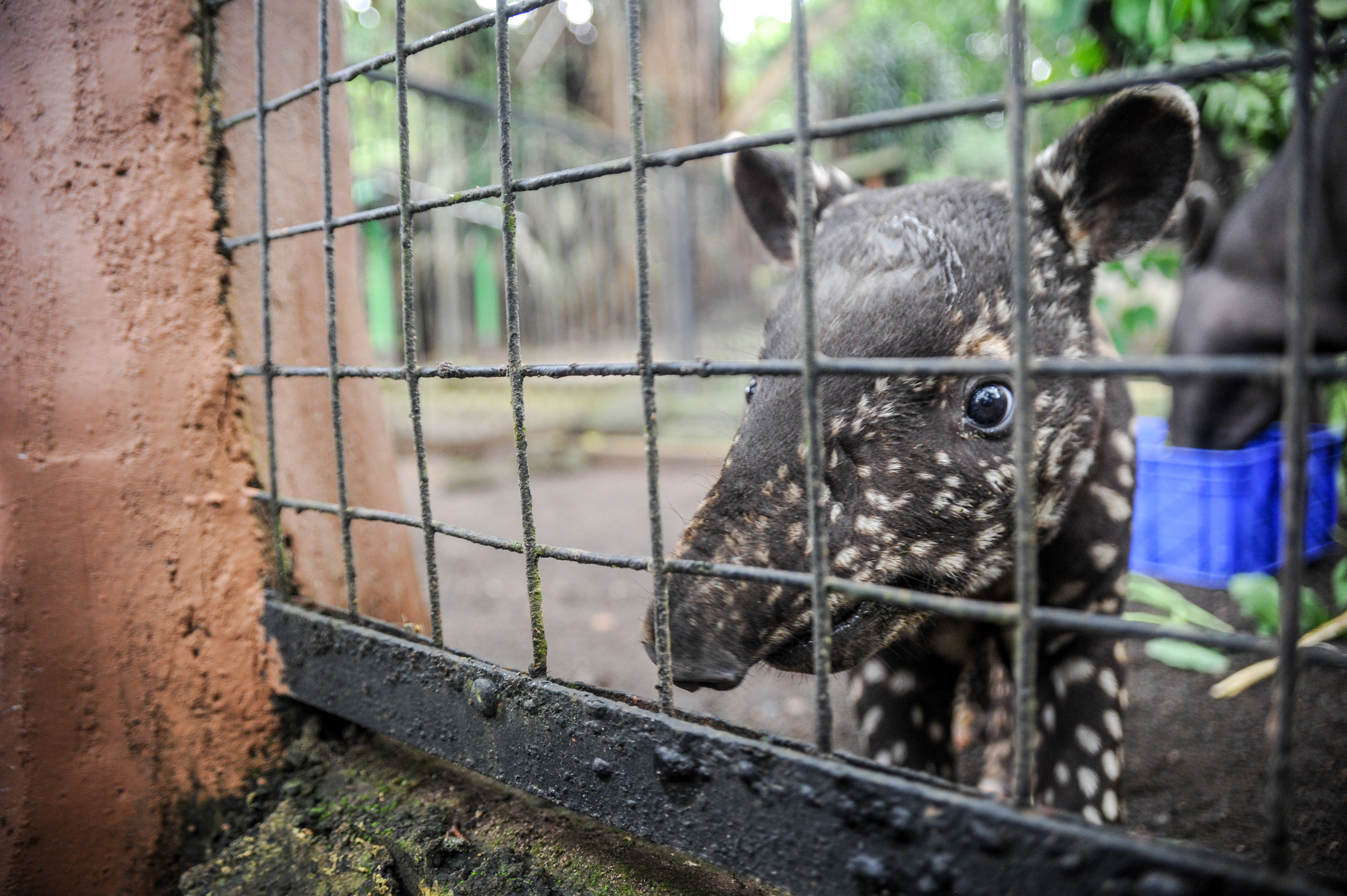 Kelahiran Bayi Tapir di Bazooga