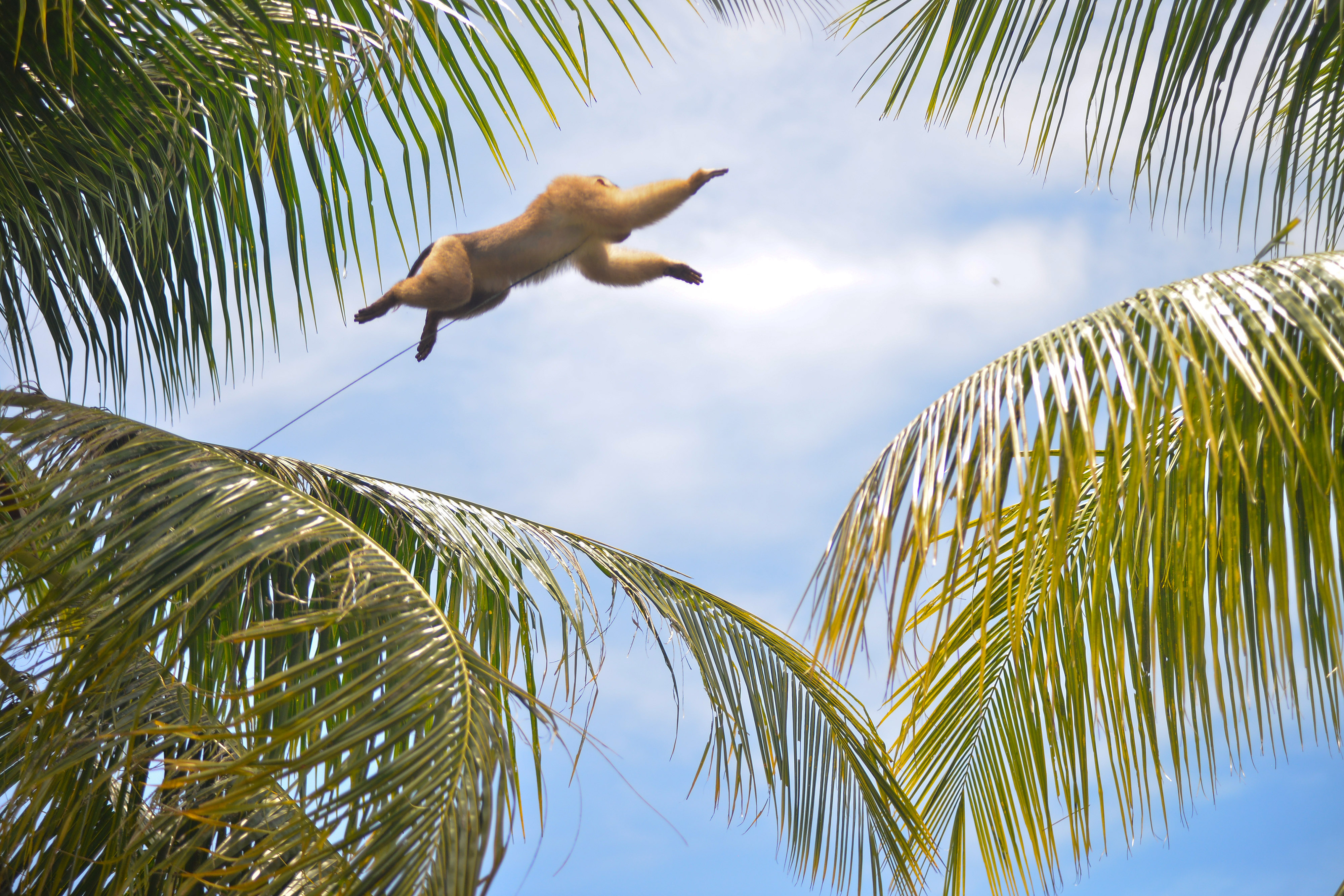 Pusat pelatihan Beruk di Padangpariaman