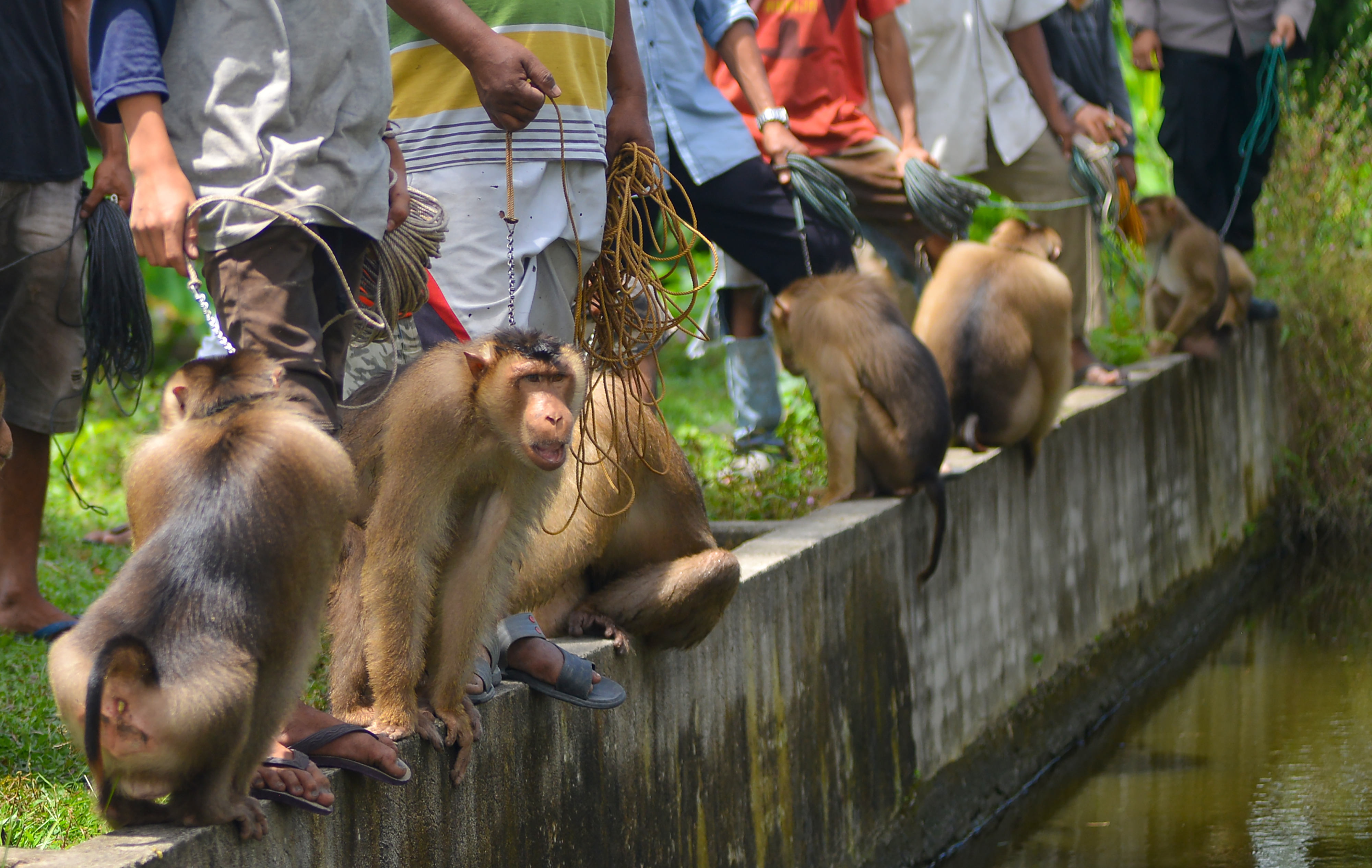 Pusat pelatihan Beruk di Padangpariaman
