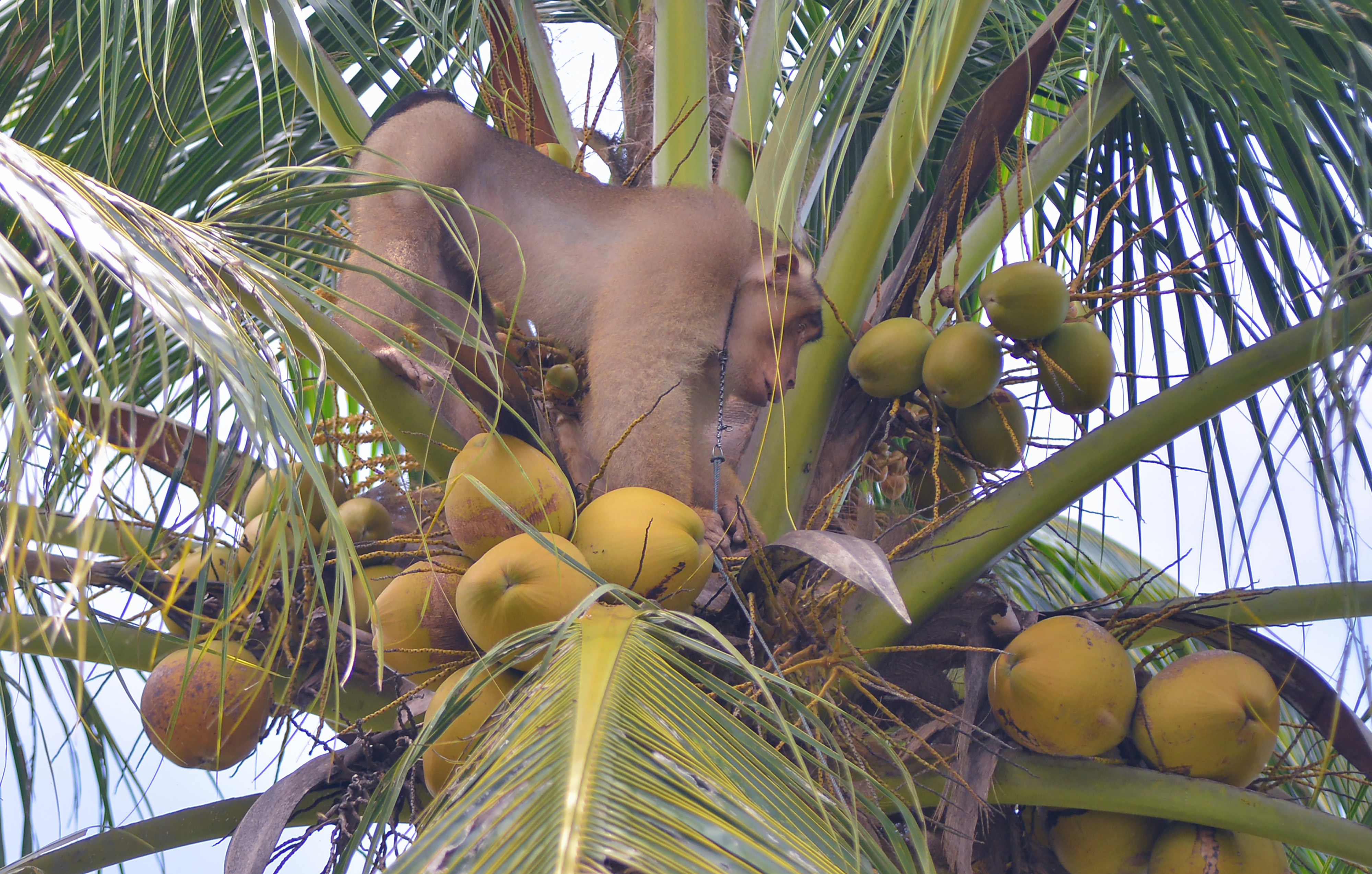 Pusat pelatihan Beruk di Padangpariaman