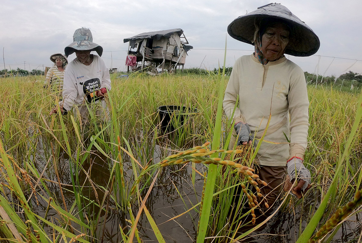 Panen Padi Dalam Kondisi Banjir di Jambi