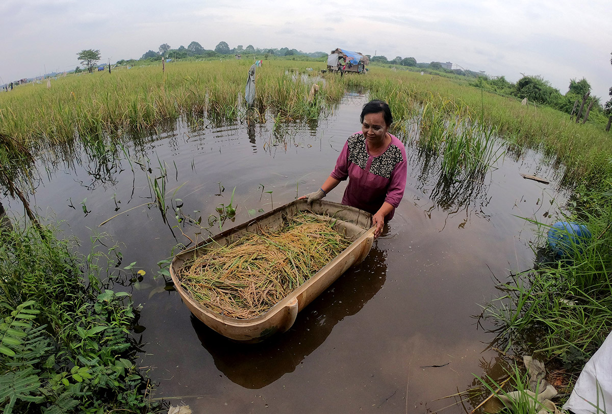 Panen Padi Dalam Kondisi Banjir di Jambi