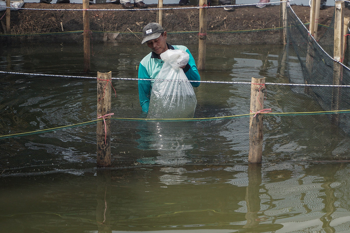 Alih Fungsi Lahan Pertanian Terdampak Rob