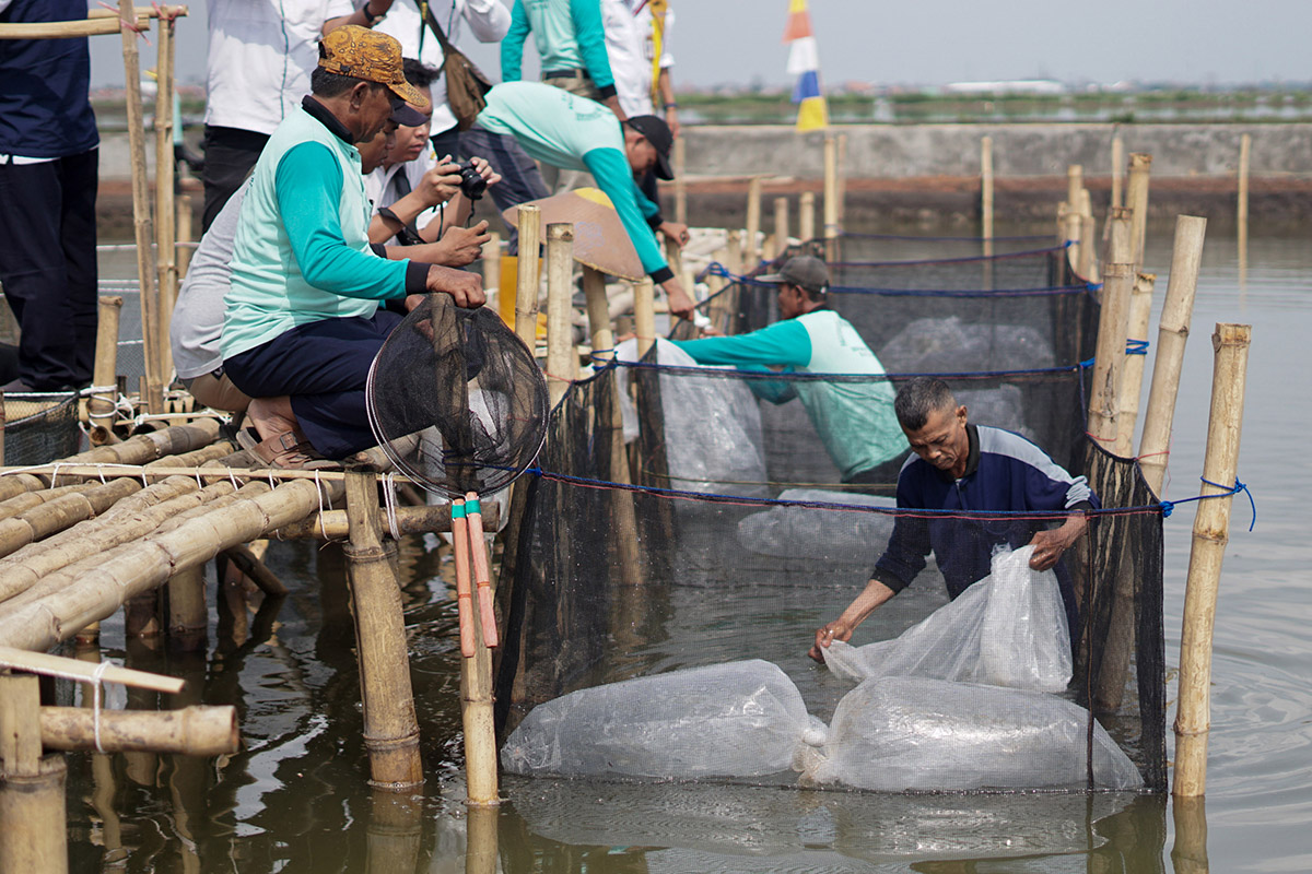 Alih Fungsi Lahan Pertanian Terdampak Rob