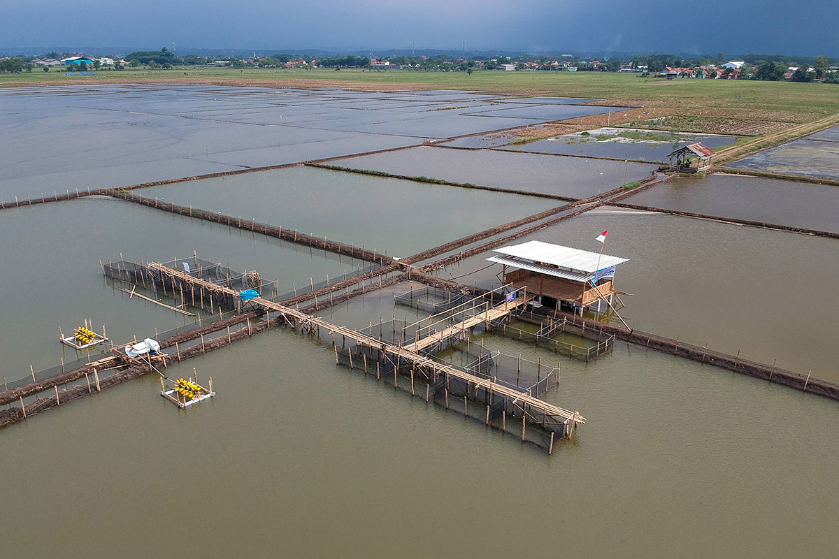 Alih Fungsi Lahan Pertanian Terdampak Rob