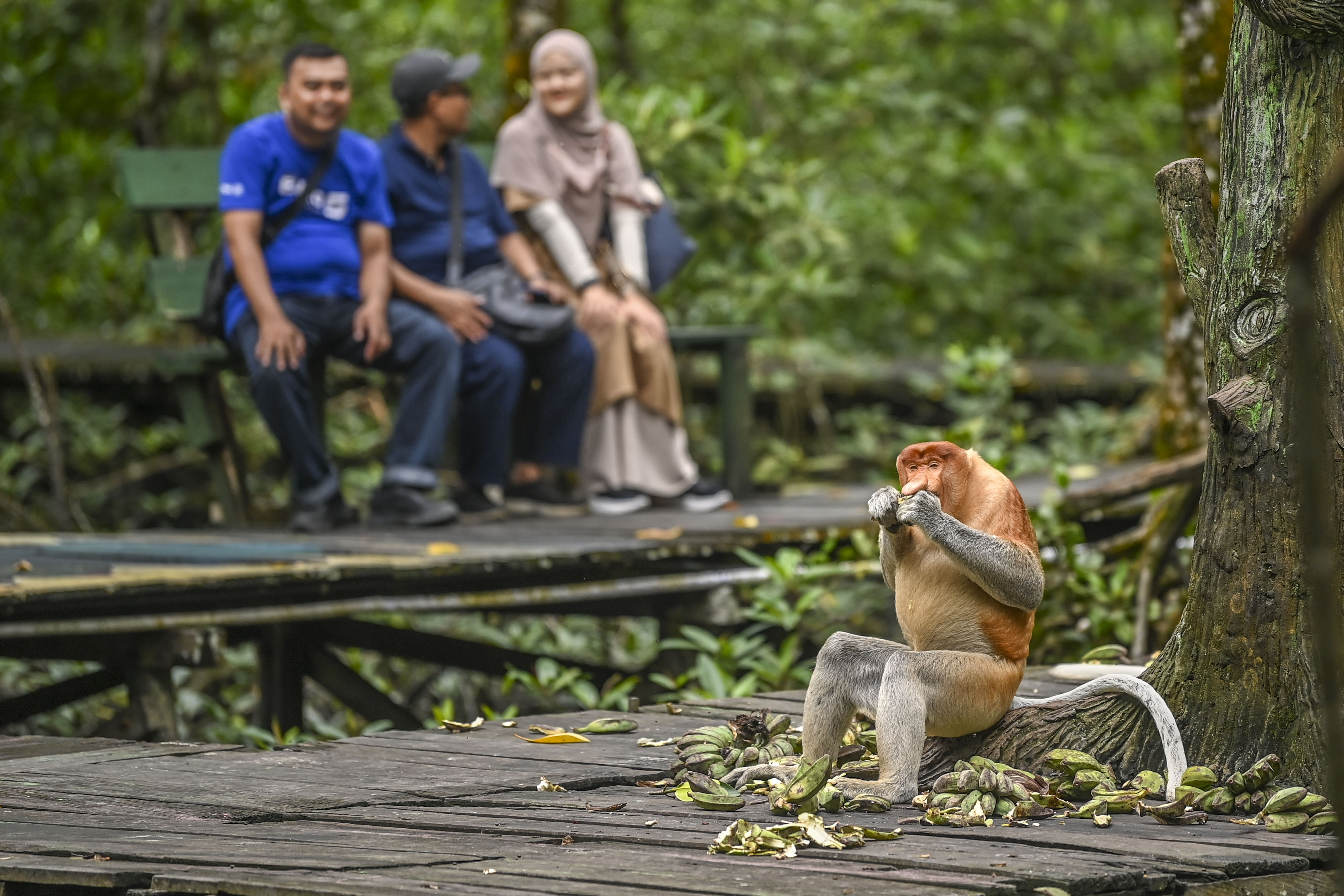 Konservasi Mangrove dan Bekantan di Tarakan