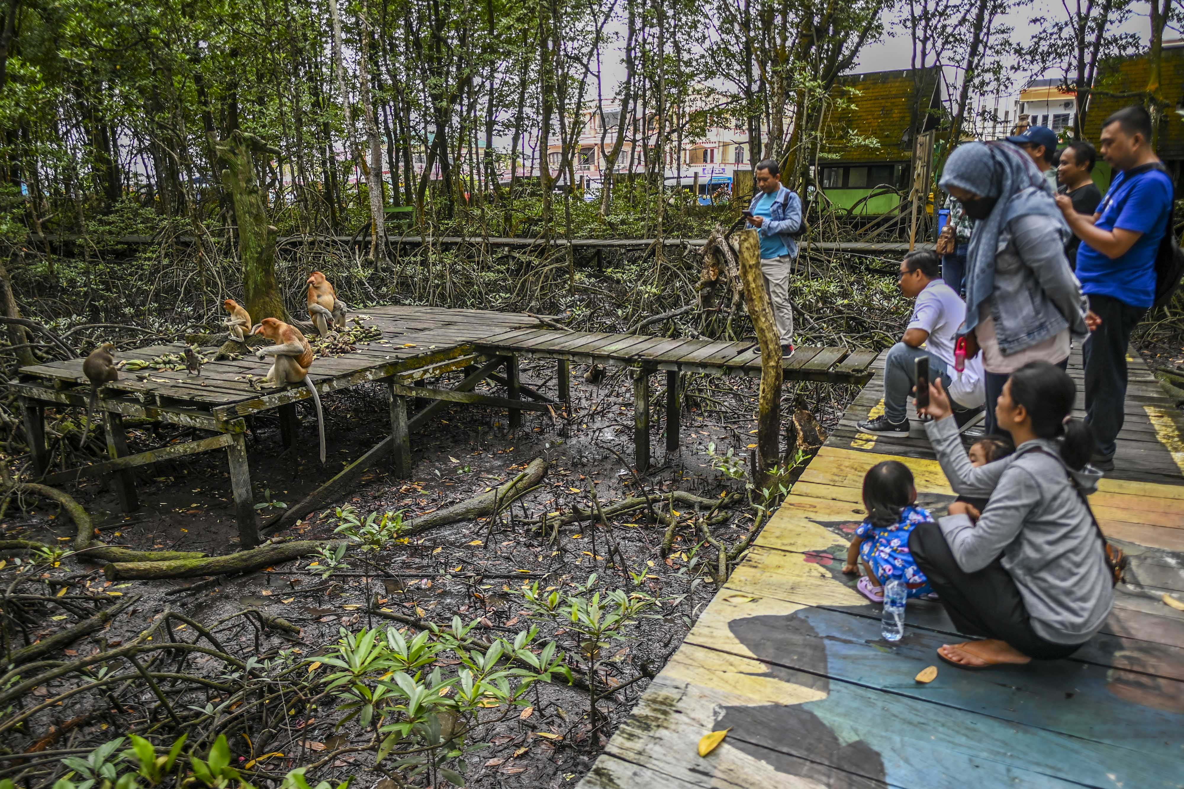 Konservasi Mangrove dan Bekantan di Tarakan