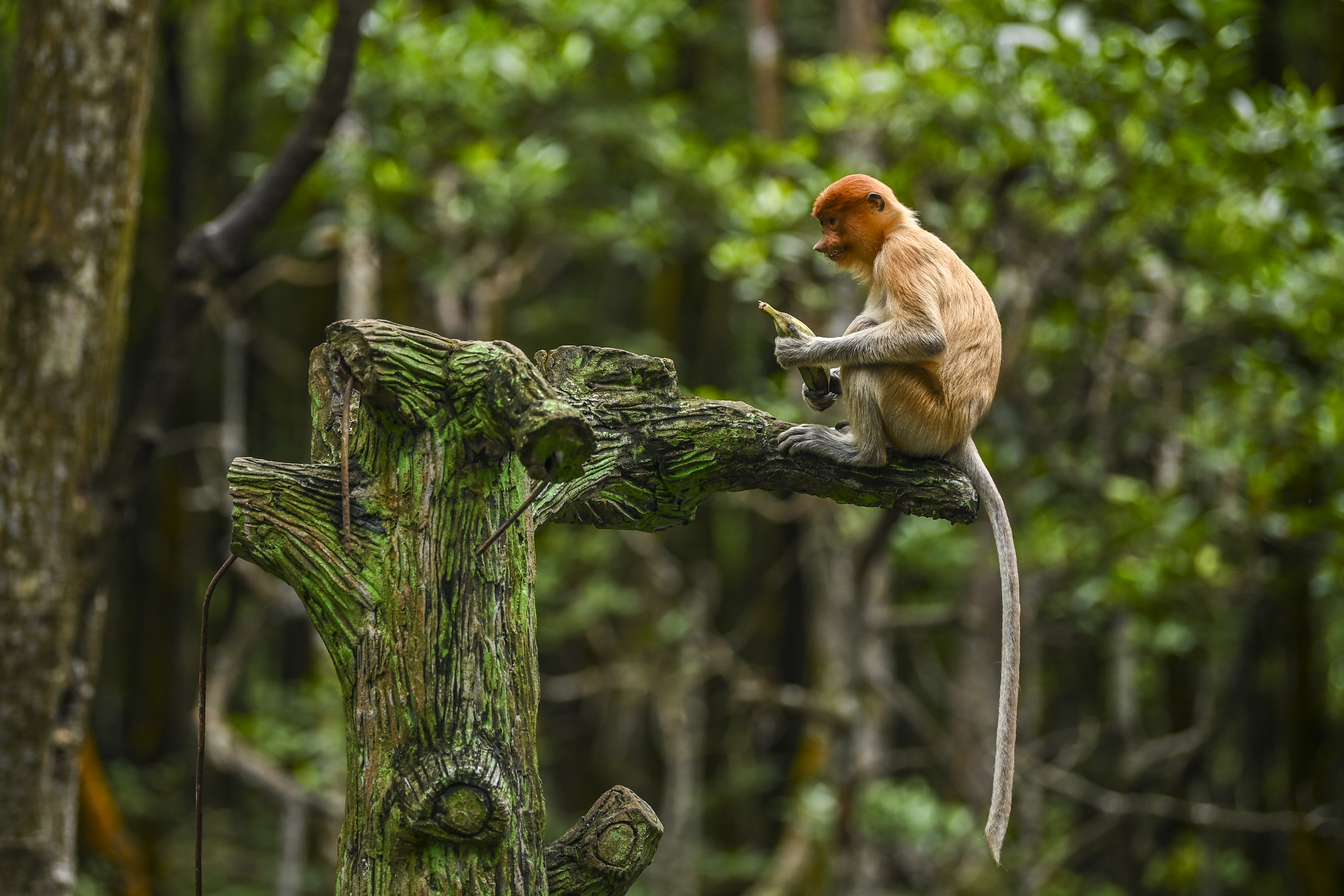 Konservasi Mangrove dan Bekantan di Tarakan