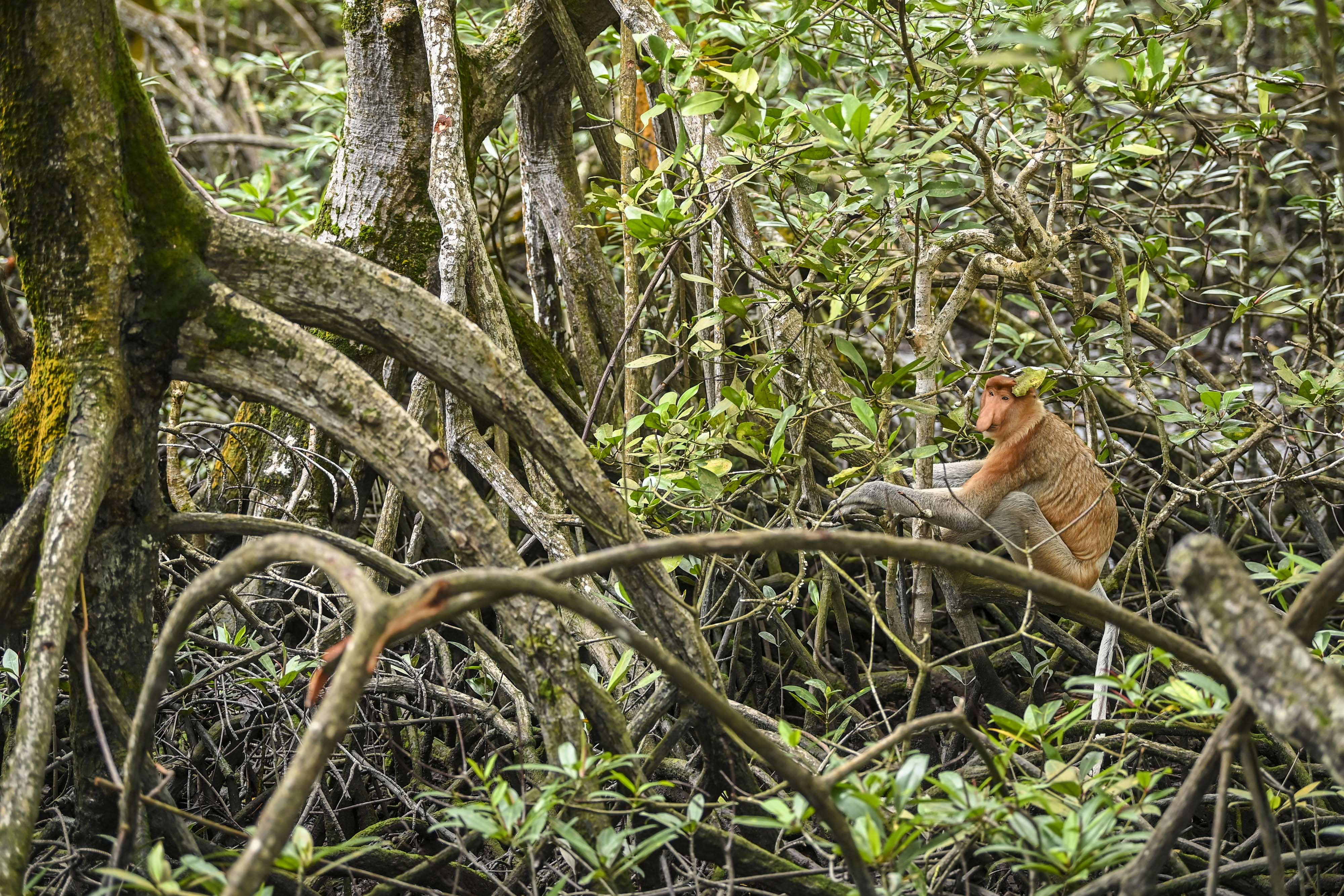 Konservasi Mangrove dan Bekantan di Tarakan