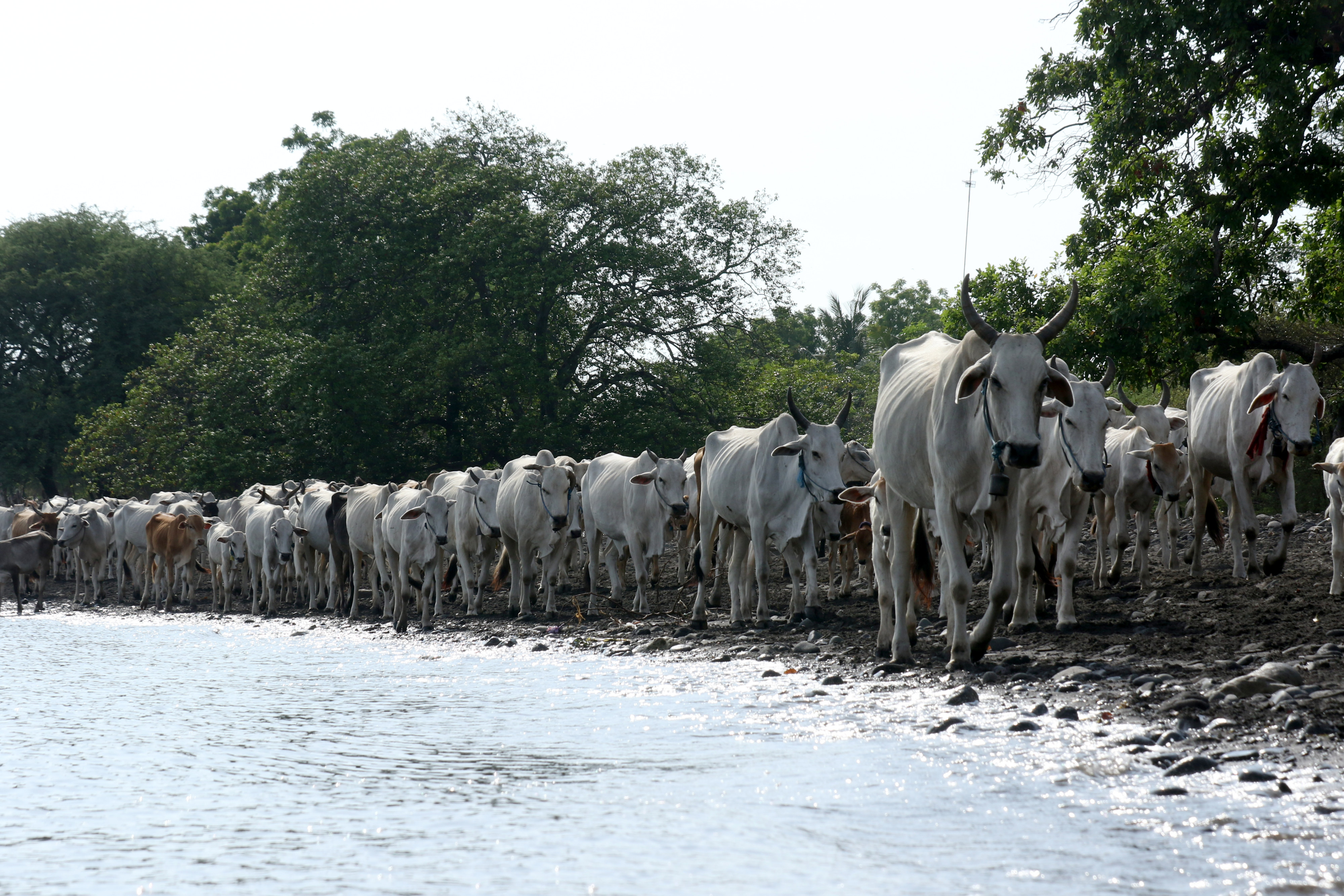 Peternakan Sapi Kampung Merak Situbondo