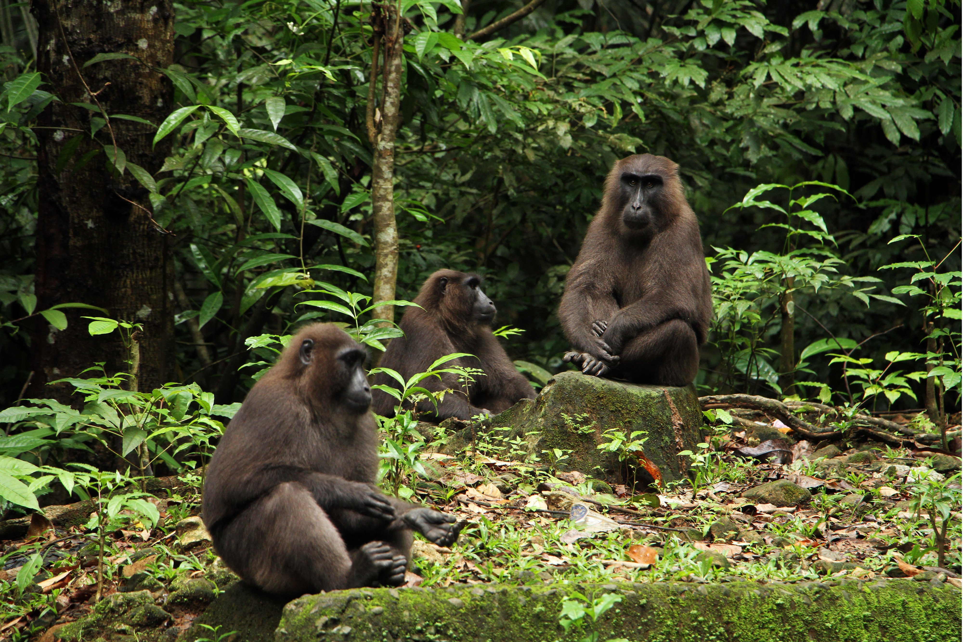 Kera Endemik Sulawesi