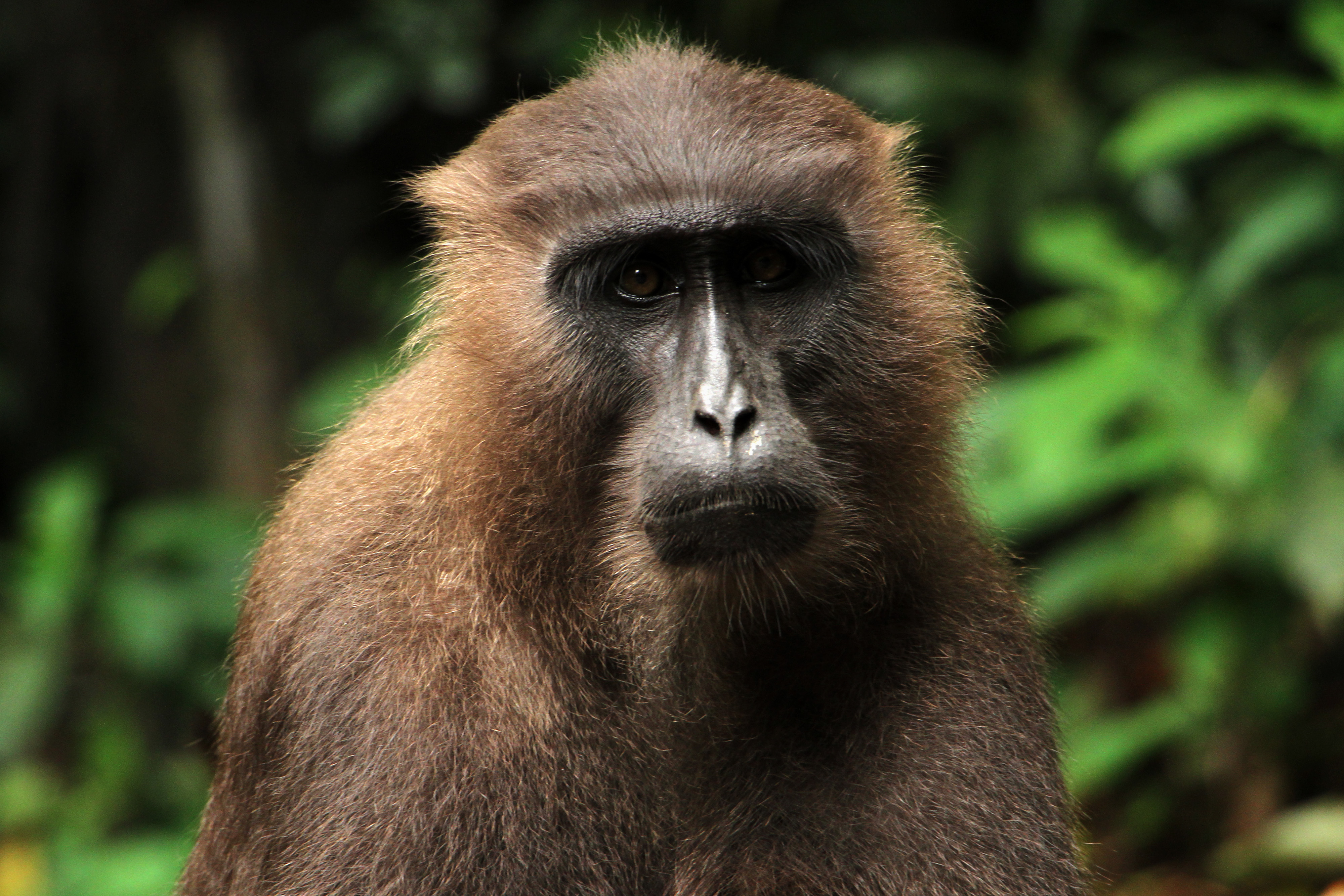 Kera Endemik Sulawesi
