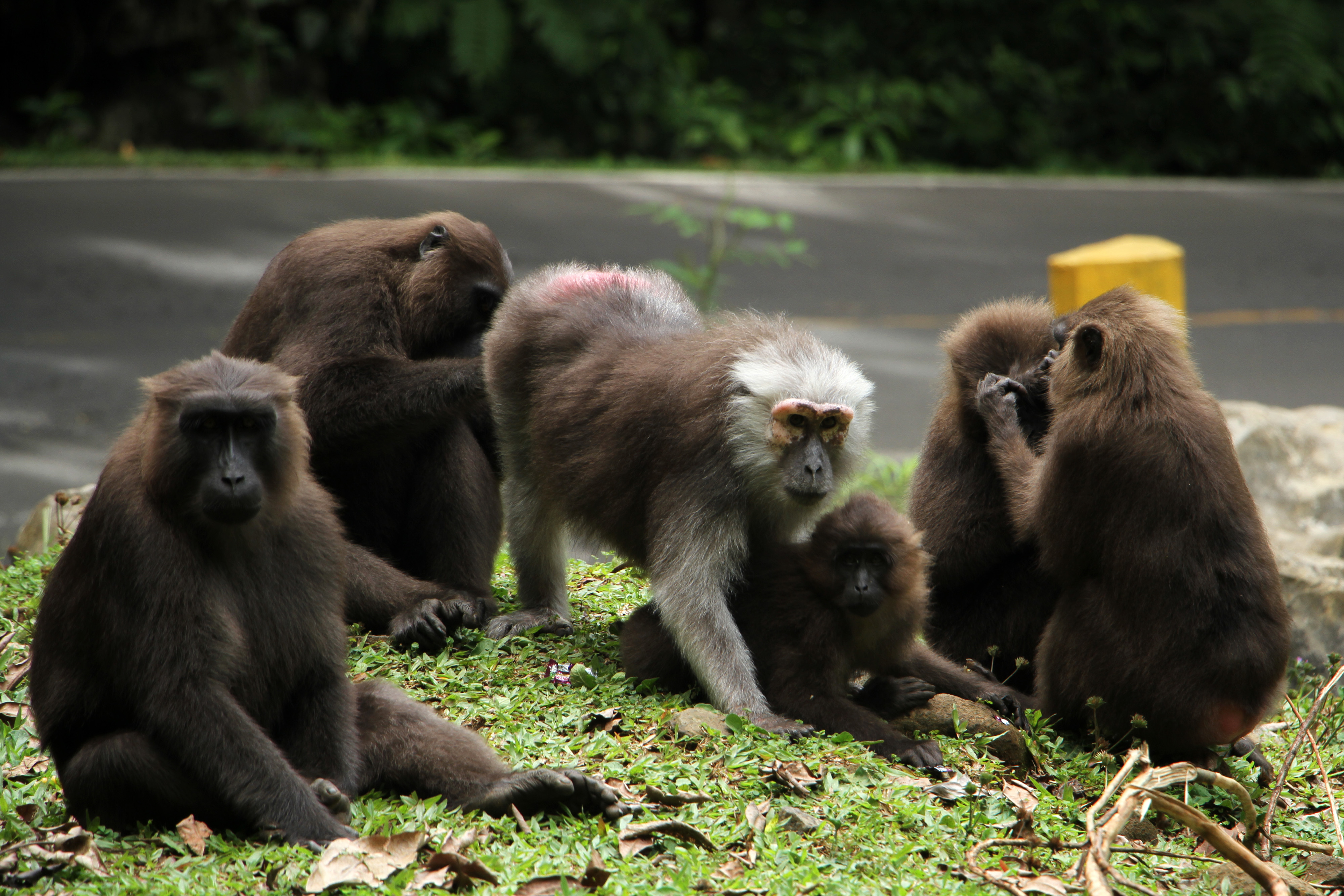 Kera Endemik Sulawesi