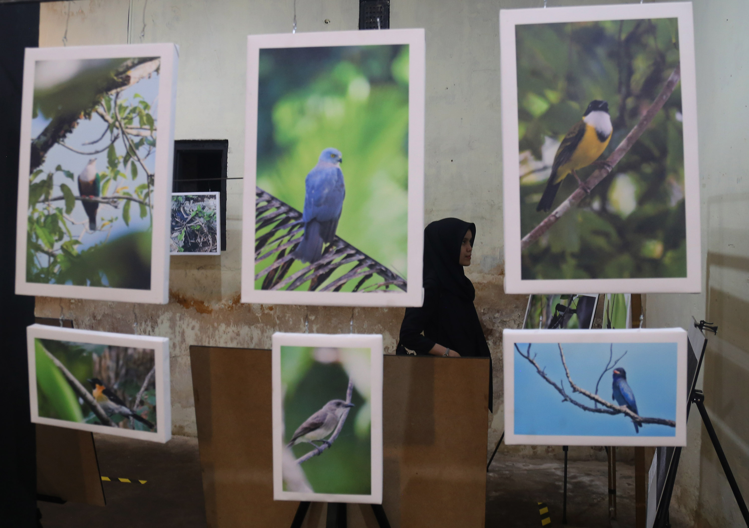 Pameran Fotografi Avifauna di Ternate