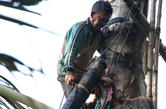 Pembuatan Gula Aren Tradisional di Kabaena Tengah