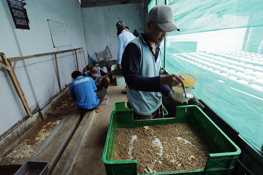 Pengembangan Ecofarming di LP Kelas 2B Indramayu