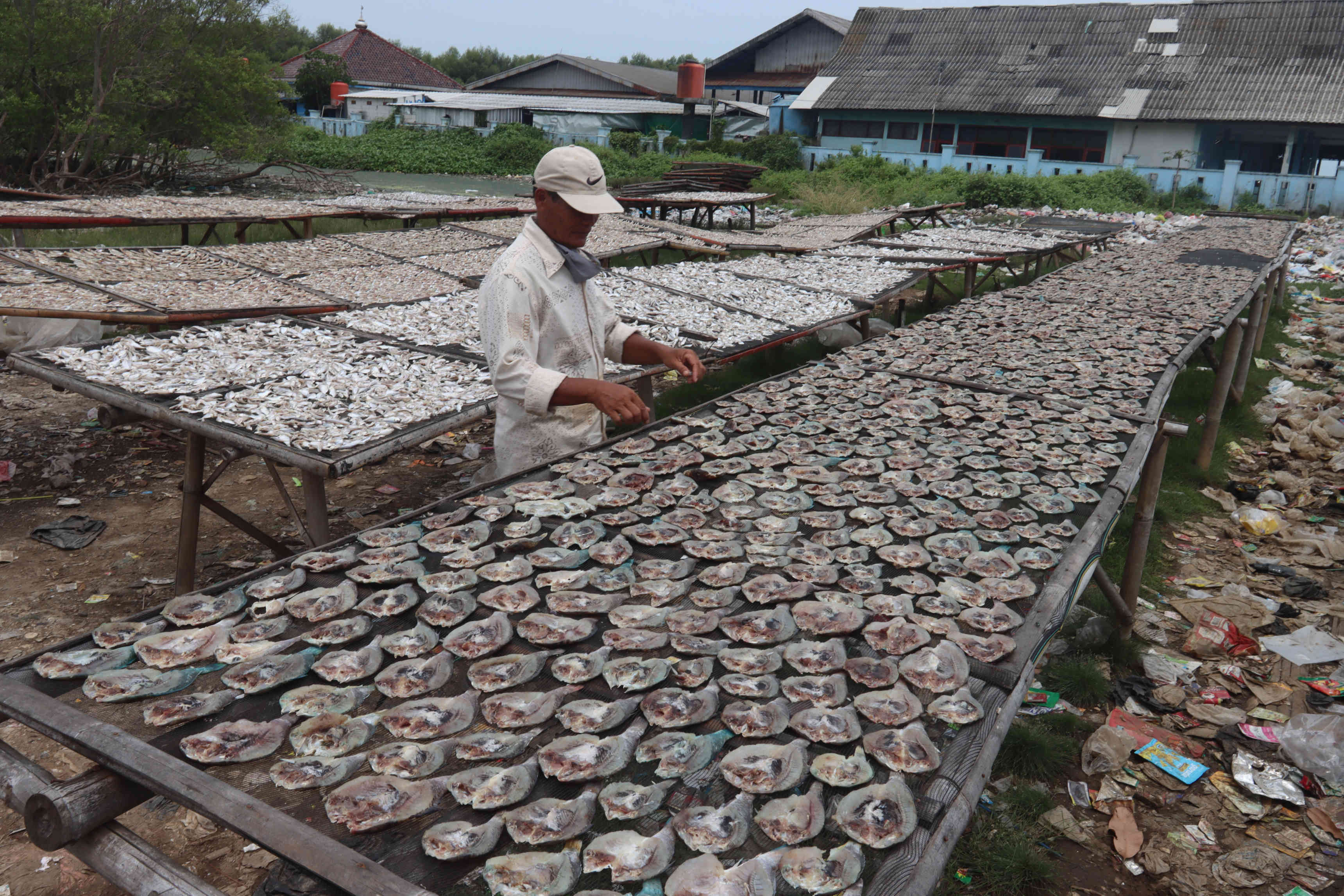 Jemur Ikan Laut Hasil Tangkapan
