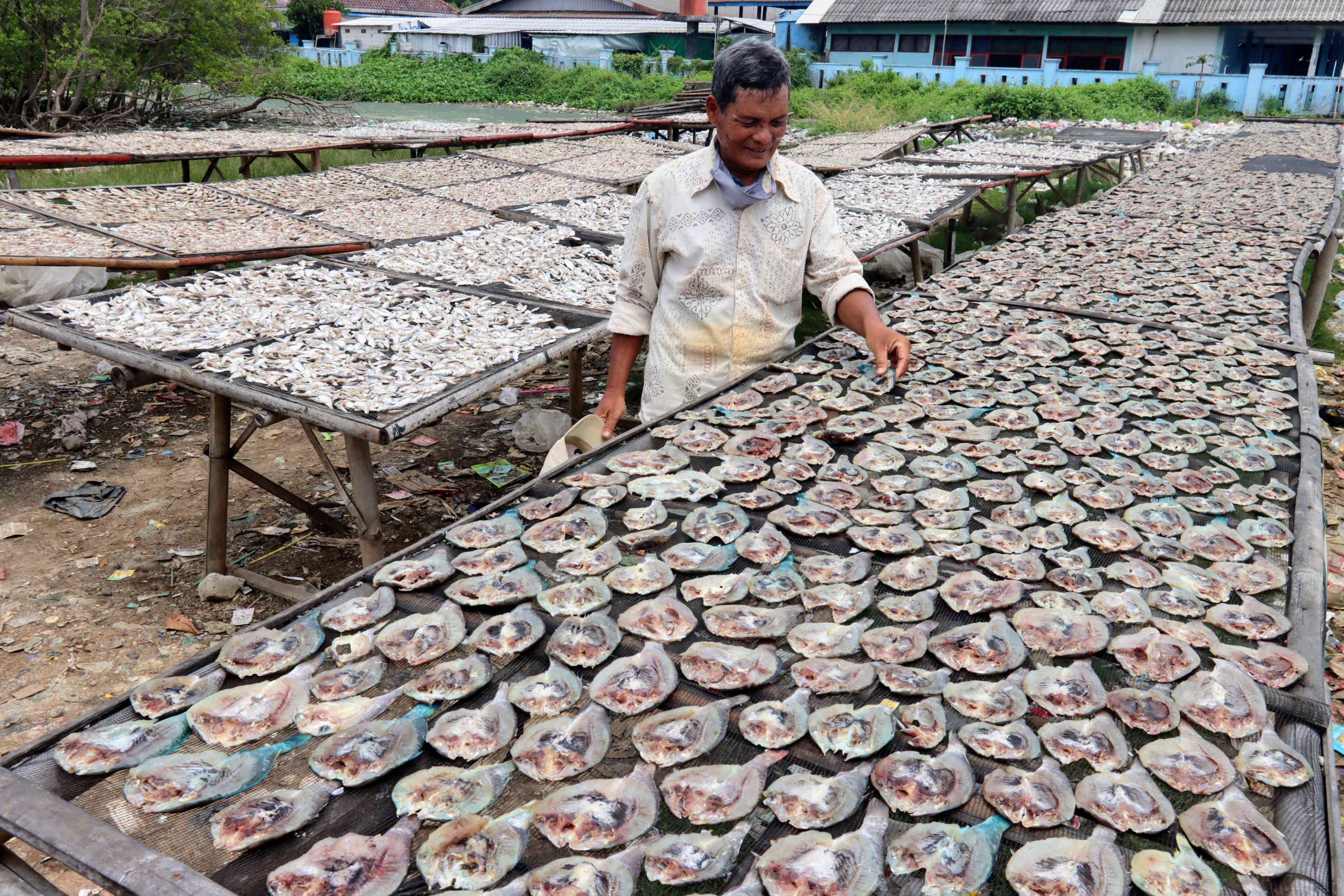 Jemur Ikan Laut Hasil Tangkapan
