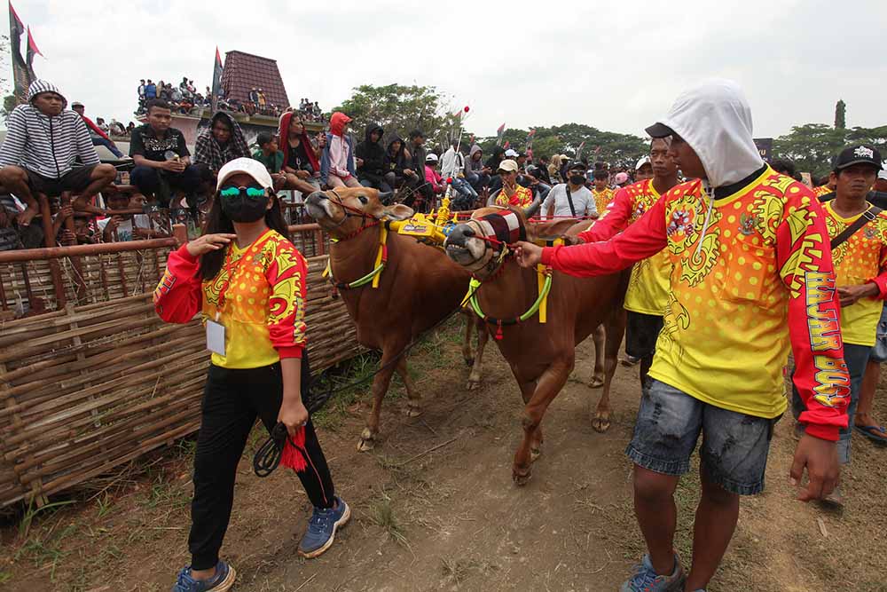 Lomba Karapan Sapi Piala Presiden