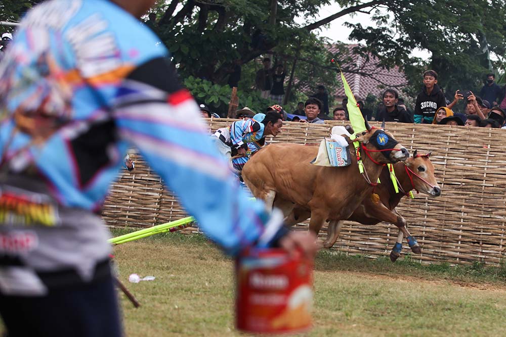 Lomba Karapan Sapi Piala Presiden
