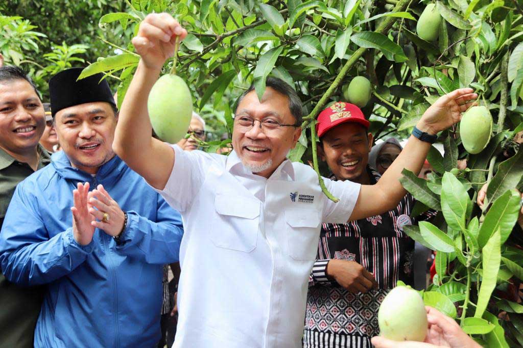 Mendag Melakukan Panen Raya Mangga