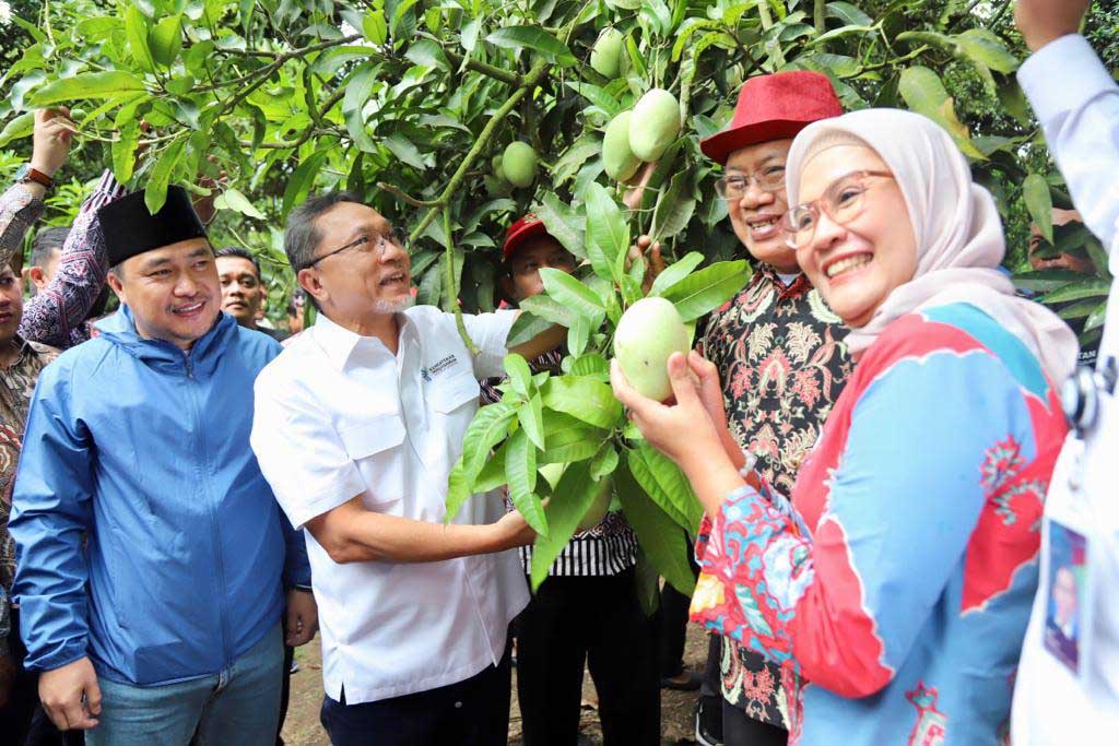 Mendag Melakukan Panen Raya Mangga