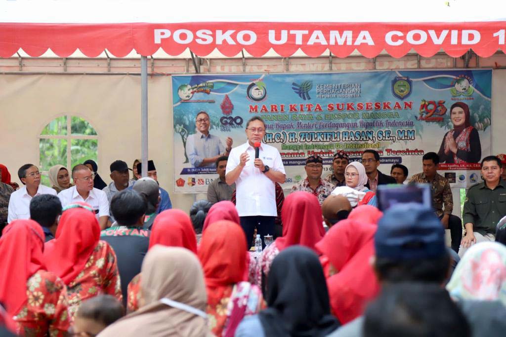 Mendag Melakukan Panen Raya Mangga