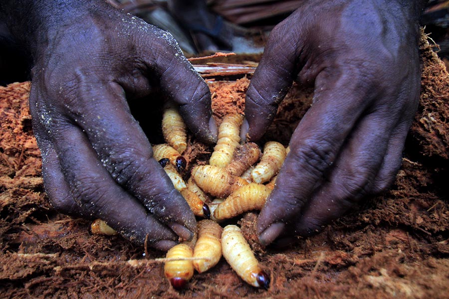 Ulat Sagu Salah Satu Lauk Pauk Masyarakat Papua Berprotein Tinggi