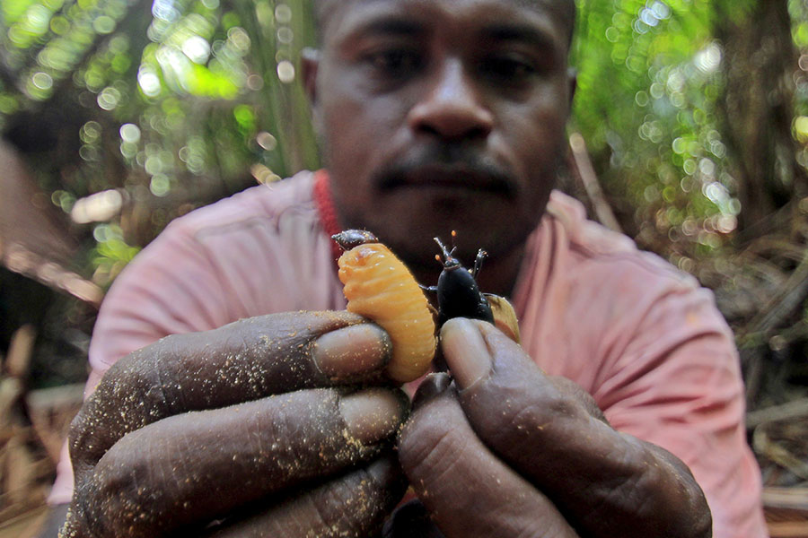Ulat Sagu Salah Satu Lauk Pauk Masyarakat Papua Berprotein Tinggi