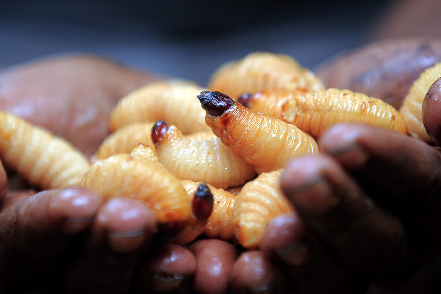 Ulat Sagu Salah Satu Lauk Pauk Masyarakat Papua Berprotein Tinggi